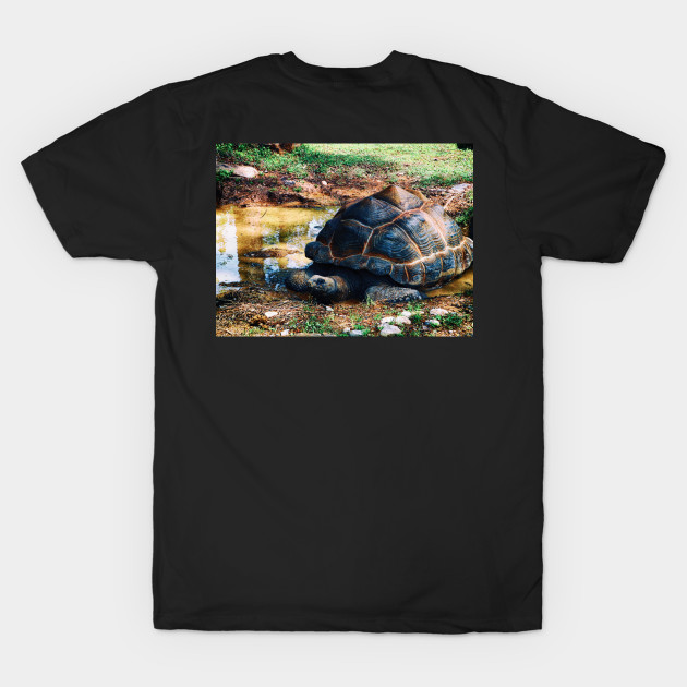 Tortoise Relaxation Time by mtndew3301@gmail.com